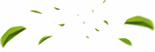 自然 清新 飘树叶 茶叶 植物 叶子 树叶 飞舞 海报素材 免抠素材 透明
