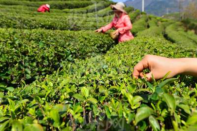 心头之好明前茶--茶叶首选老字号