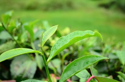 茶树为什么要选择优良品种,良种的8个作用,让茶叶增收又增产