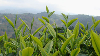 带你了解普洱茶原料云南大叶种茶