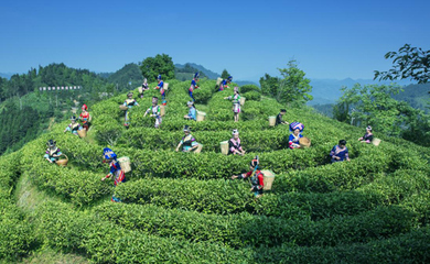 茶叶合作社 拓宽致富路