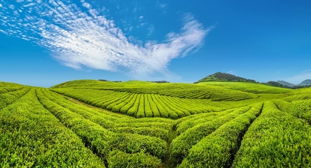 贵州铜仁:梵净山茶香溢天下