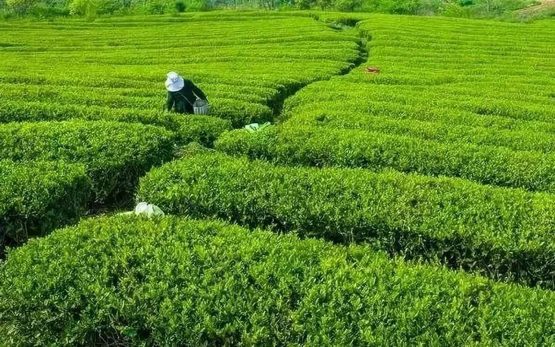 没有哪种茶,像普陀佛茶那样,如此虔诚地等待春天