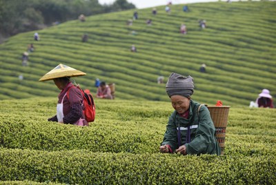 明前茶飘香茶农采茶忙_新华社