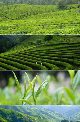 下午茶美食模板