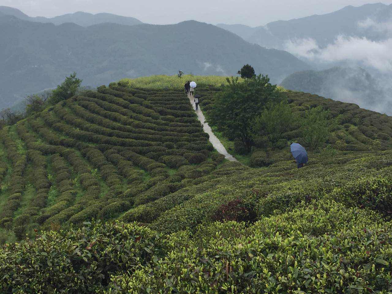 绿色镇巴,高山云雾出好茶