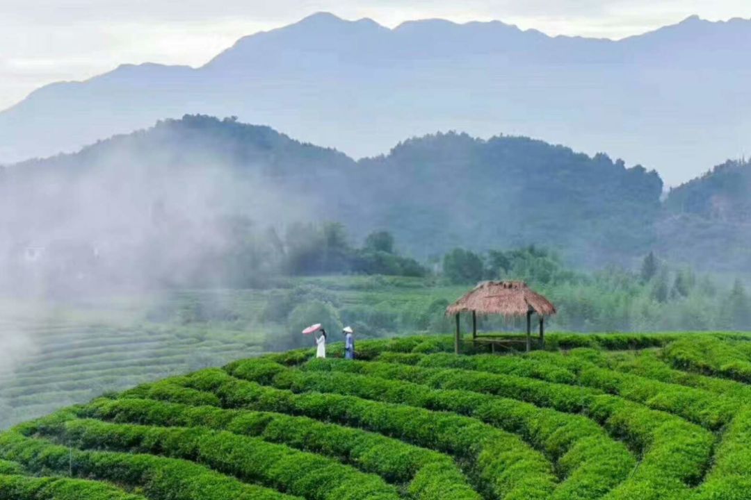 别再羡慕别人的绿茶白茶了,咱建德的茶叶也不错~